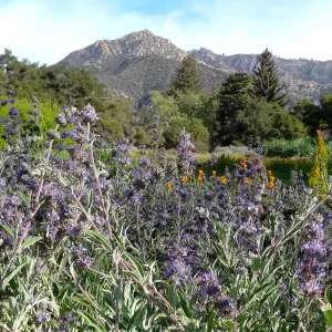 Spring Wildflowers in the Meadow, view to La Cumbre Peak, Santa Barbara Botanic Garden