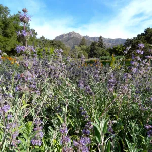 Spring Wildflowers in the Meadow, view to La Cumbre Peak, Santa Barbara Botanic Garden