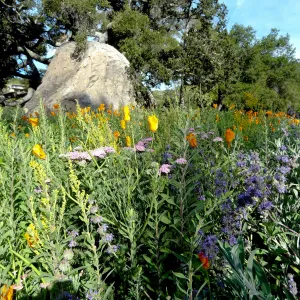wildflowers in front of the Blaksley Boulder, lower Meadow, Santa Barbara Botanic Garden