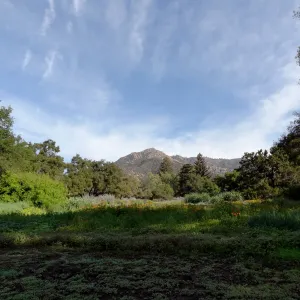 spring seedlings, Meadow view to La Cumbre Peak, Santa Barbara Botanic Garden
