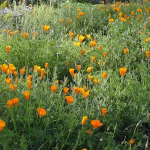 Meadow wildflowers panorama, Santa Barbara Botanic Garden