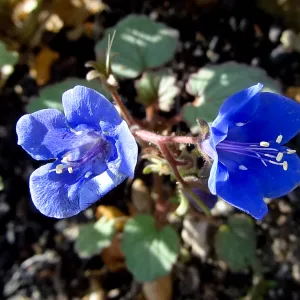 spring bloom, Desert Section, Santa Barbara Botanic Garden