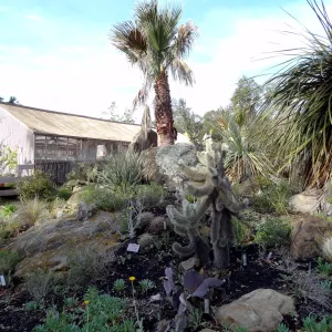 Desert Section, Santa Barbara Botanic Garden