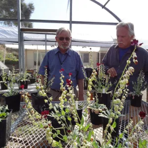 Conservation growing area, Santa Barbara jewelflower, Caulanthus amplexicaulis var barbarae, Dieter Wilken and Steve Junak