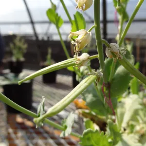 Conservation growing area, Santa Barbara jewelflower, Caulanthus amplexicaulis var barbarae