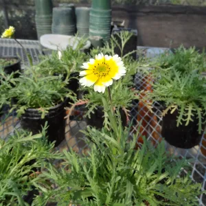 Conservation growing area