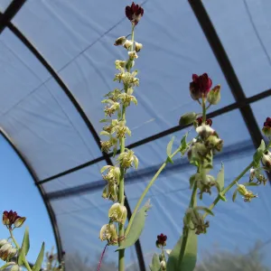 Conservation growing area, Santa Barbara jewelflower, Caulanthus amplexicaulis var barbarae