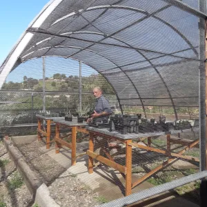 Conservation growing area, Santa Barbara jewelflower, Caulanthus amplexicaulis var barbarae, Dieter Wilken