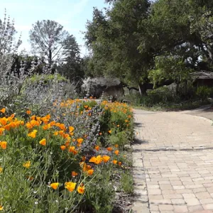 western edge of Meadow, pavered path, Meadow Oaks, panorama