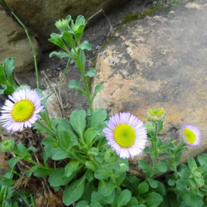 erigeron flowers in the Arroyo 