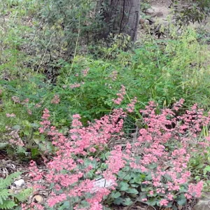 Arroyo Section, Heuchera in bloom, panorama