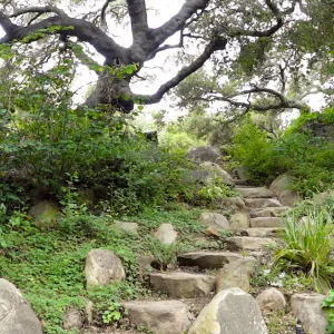 stone steps to the Manzanita Section, oak canopy, panorama