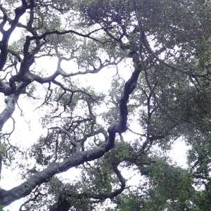 stone steps to the Manzanita Section, oak canopy, tall panorama