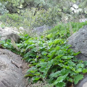 rock pool, Manzanita Section, panorama