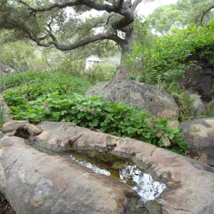 rock pool, Manzanita Section