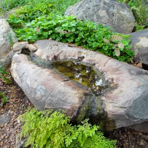 rock pool, Manzanita Section