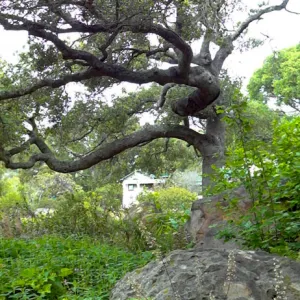 tall panorama, Manzanita Section