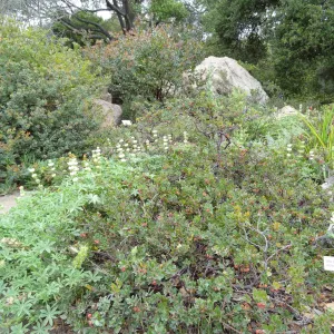 Arctostaphylos edmundsii, Little Sur Manzanita