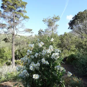 carpenteria californica in bloom, Porter Trail