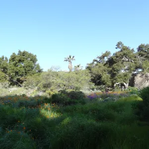 SBBG Meadow, Blakesly Boulder