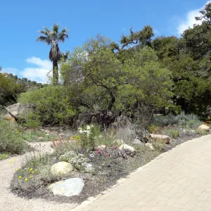 Desert Section