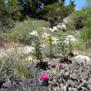 Desert Section in bloom