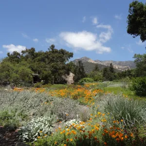 wildflowers in the lower Meadow, Spring 2012, Blaksley Boulder, view to La Cumbre Peak