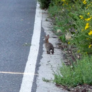 Cottontail bunny, Mission Canyon Road