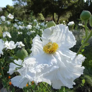 Matilia Poppies in the lower Meadow, wildflowers
