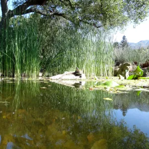 Meadow Pond, turtle
