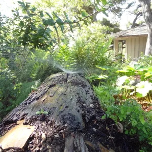Orchid Display, mist log