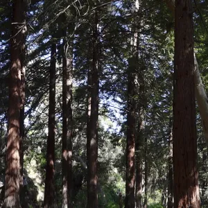 Redwood Section, panorama