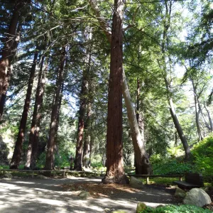 Redwood Section