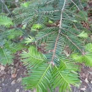 Redwood Section, leaves of coast redwood tree, Sequoia sepmervirens