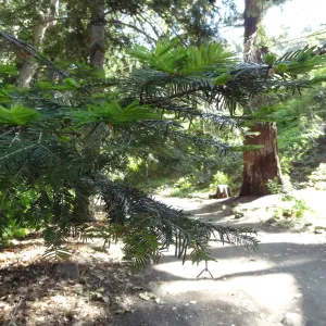Redwood Section, leaves of coast redwood tree, Sequoia sepmervirens