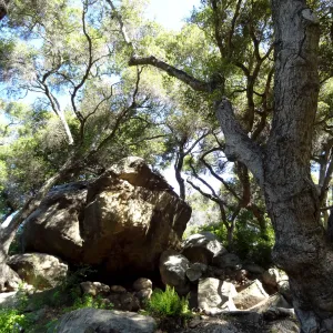large boulder, Canyon Trail, 3 years after the Jesusita Fire