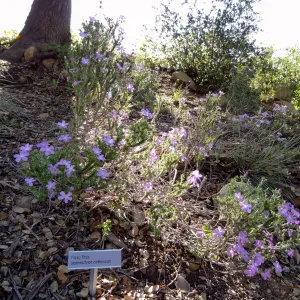 Prickly Phlox, border on east side of Meadow
