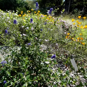 Ceanothus Kurt Zadnik, lower Meadow