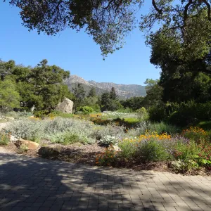view from entrance oak to Blaksley Boulder and to the mountains, wildflowers inthe MEadow