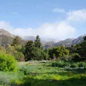 Snow on the mountains above SBBG Meadow, wildflowers, spring 2012