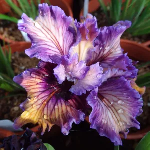 Pacific Coast Hybrid Iris, SBBG Spring Plant Sale 2012 cv Peachy