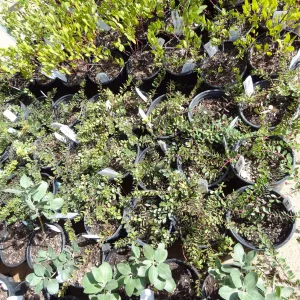 rows of potted plants in the Courtyard, SBBG Spring Plant Sale 2012