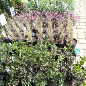 rows of potted plants in the Courtyard, SBBG Spring Plant Sale 2012