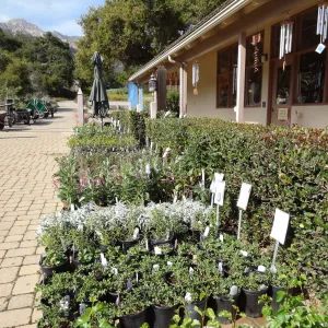 rows of potted plants in the Courtyard, SBBG Spring Plant Sale 2012