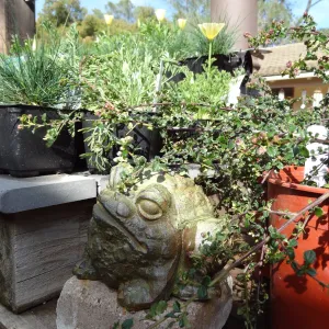 frog decoration, SBBG Spring Plant Sale 2012