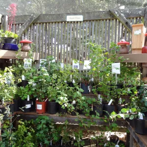 shade plants and bird feeders on display, SBBG Spring Plant Sale 2012