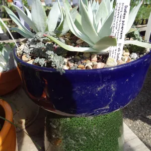 Succulent plants in pots, SBBG Spring Plant Sale 2012
