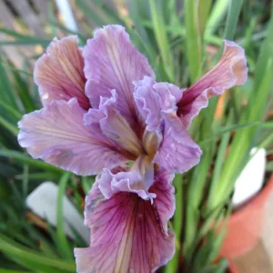 Pacific Coast Hybrid Iris, SBBG Spring Plant Sale 2012