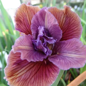 Pacific Coast Hybrid Iris, SBBG Spring Plant Sale 2012