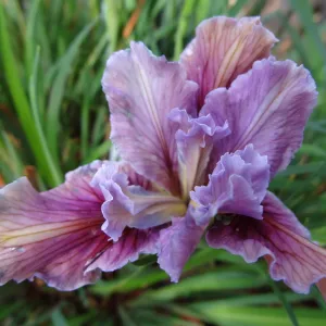 Pacific Coast Hybrid Iris, SBBG Spring Plant Sale 2012